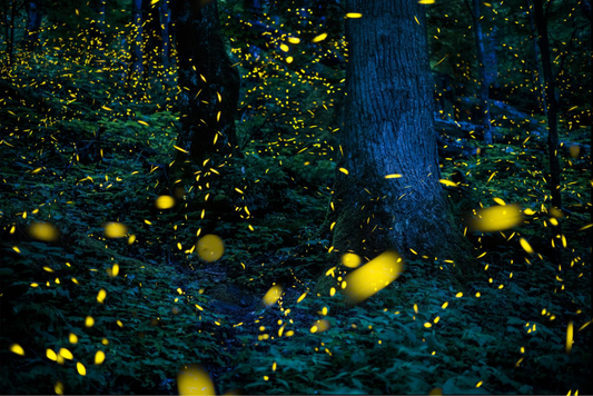Long-exposure photograph of synchronous fireflies in the forest at Elkmont, Great Smoky Mountains National Park, Tennessee. National Park Service photo.