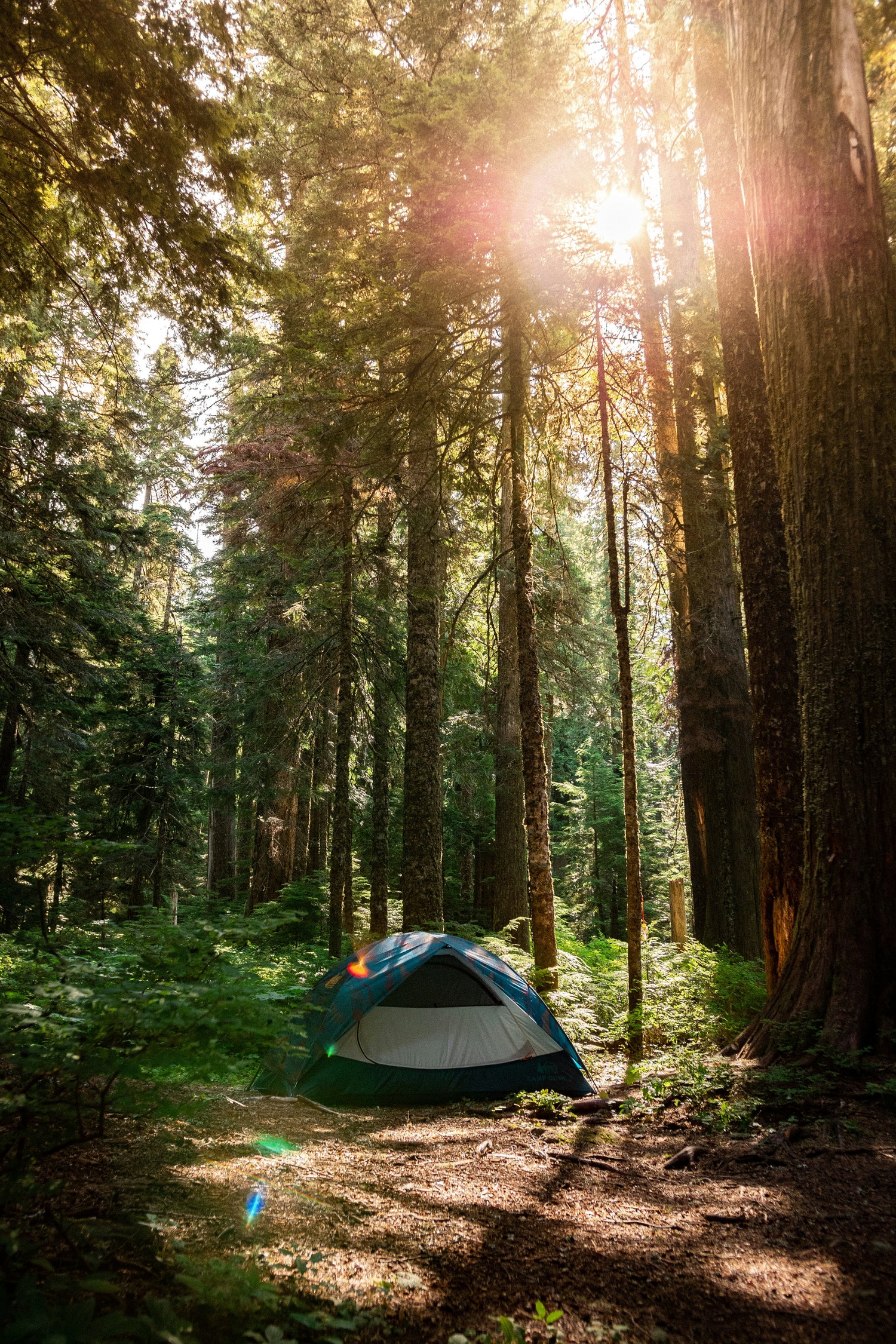 Tent pitched outdoors in a forest clearing